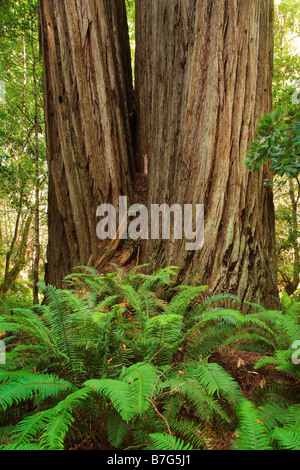 Séquoias et polystics dans Redwood National Park, Californie Banque D'Images