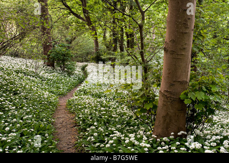 Greatwood Copse ail sauvage île de Wight Banque D'Images