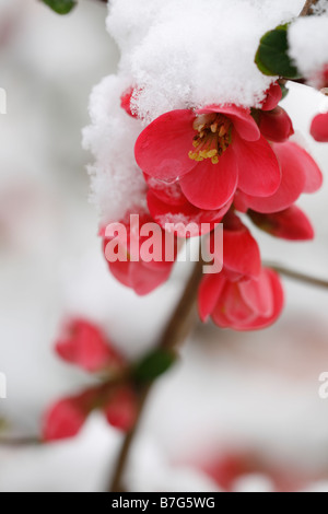 Neige sur la fleur rouge fleurs de coing japonais (Lat. : Chaenomeles japonica) ou ornementales fleur de coing Banque D'Images