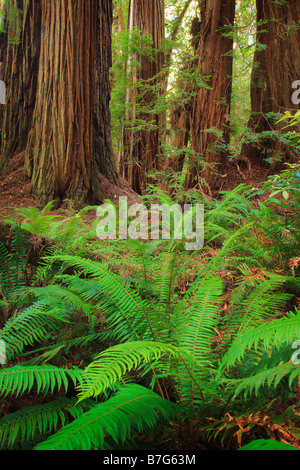 Séquoias et polystics dans Redwood National Park, Californie Banque D'Images