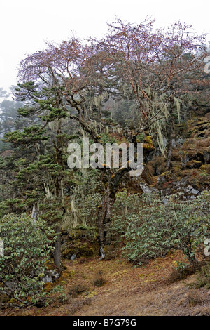 Chemin pittoresque village de Khumjung dans le district de Solukhumbu dans la zone nord-est de Sagarmatha au Népal Banque D'Images