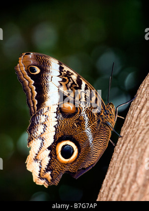 Tawny Owl butterfly Caligo memnon à l'Aquarium du Tennessee à Chattanooga Banque D'Images