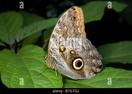 Tawny Owl butterfly Caligo memnon à l'Aquarium du Tennessee à Chattanooga Banque D'Images