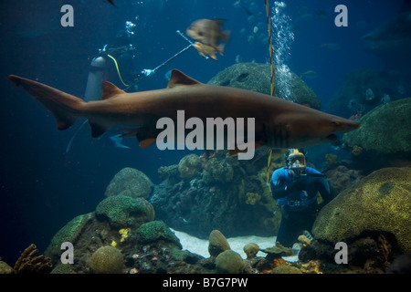 Tennessee Aquarium gardiens d'animaux dans un réservoir avec les requins et autres poissons à l'Aquarium du Tennessee à Chattanooga Banque D'Images