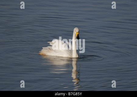 , Cygne chanteur Cygnus cygnus, à Welney Wildfowl and Wetlands Trust Réserver Norfolk Banque D'Images