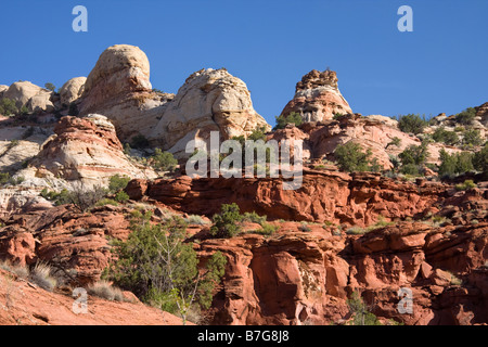 Un canyon le long du bas du mollet Creek en grand escalier Escalante Utah Banque D'Images