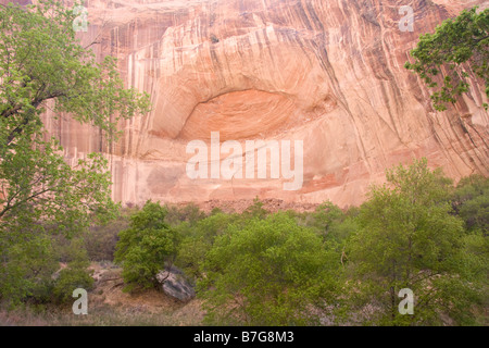 Paroi du Canyon au-dessus du ruisseau veau inférieur en Grand Staircase Escalante Utah Banque D'Images