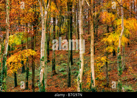 Couleurs d'automne, forêt de la localité, à l'île de Wight Banque D'Images