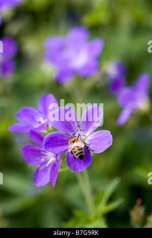 Fleurs Geranium sylvaticum Banque D'Images