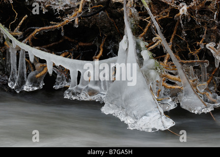 Formations de glace sur les racines exposées d'arbres sur une rive érodée du pays de Galles hiver 2009, Royaume-Uni. Banque D'Images