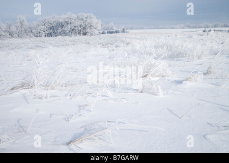 Prairie et arbres couverts de givre, le Cardinal Marsh, zone naturelle, de l'Iowa Comté Winneshiek Banque D'Images