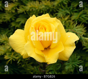 Rose jaune Banque D'Images