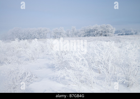 Prairie et arbres couverts de givre, le Cardinal Marsh, zone naturelle, de l'Iowa Comté Winneshiek Banque D'Images