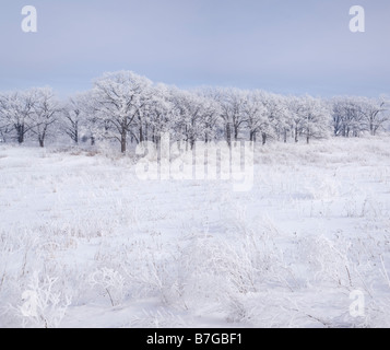 Prairie et arbres couverts de givre, le Cardinal Marsh, zone naturelle, de l'Iowa Comté Winneshiek Banque D'Images