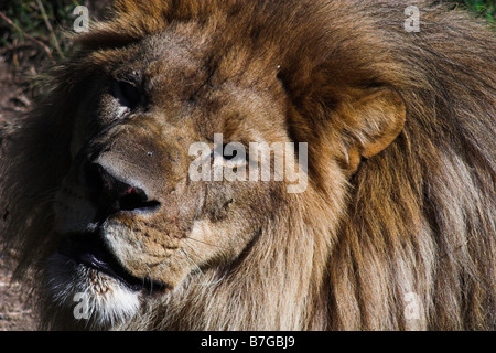 Un lion à la Nouvelle Orléans Audubon Zoo. Banque D'Images