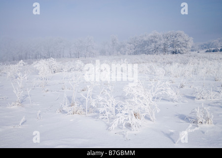 Prairie et arbres couverts de givre, le Cardinal Marsh, zone naturelle, de l'Iowa Comté Winneshiek Banque D'Images