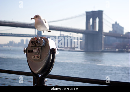 Gros plan du Seagull perché sur les jumelles à monnayeur avec Brooklyn Bridge en arrière-plan Banque D'Images