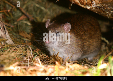 Rattus norvegicus rat commun brun se cachant sous pile de bois dans le jardin intérieur Banque D'Images