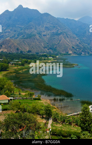 Oignons de printemps qui poussent sur le bord du lac Atitlan entre San Juan La Laguna et San Pedro La Laguna, Solola, Guatemala Banque D'Images