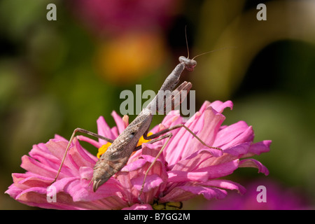 La mante religieuse chasse en zinnia fleurs Banque D'Images