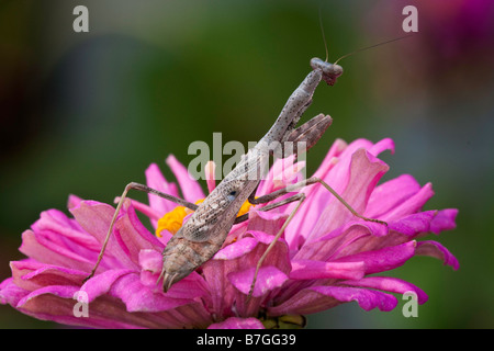 La mante religieuse chasse en zinnia fleurs Banque D'Images