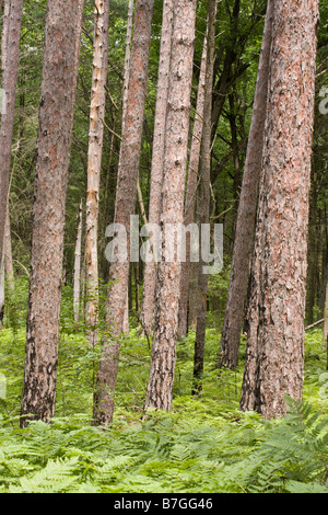 Les troncs de pins blancs : Les troncs de pins du parc planté dans la fougère aigle dominé sous-bois Banque D'Images