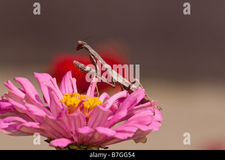 La mante religieuse chasse en zinnia fleurs Banque D'Images