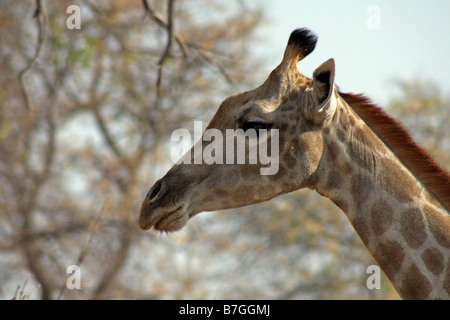 Girafe dans la Linyante Game Reserve, Botswana, l'Afrique. Banque D'Images
