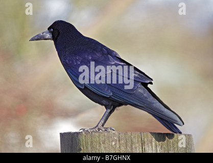 Corbeau freux (corvus frugilegus) Banque D'Images