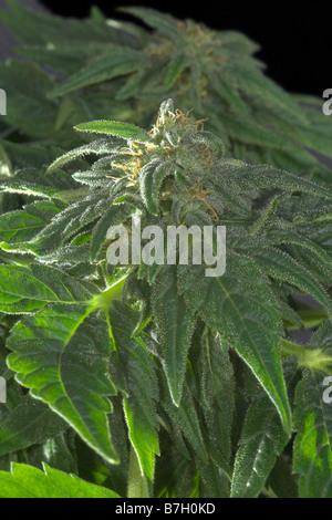 La plante de cannabis matures Banque D'Images
