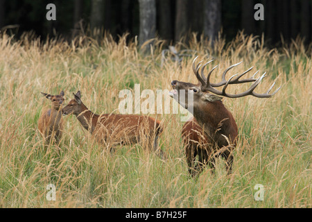 Red Deer (Cervus elaphus). Stag rugissant et hinds en rut Banque D'Images