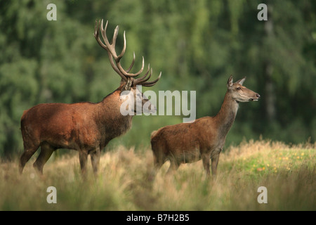 Red Deer (Cervus elaphus), le cerf et hind Banque D'Images