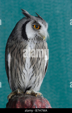 Southern White face Scops Owl Banque D'Images