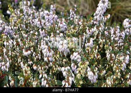 ERICA X DARLEYENSIS GEORGE RENDALL Banque D'Images