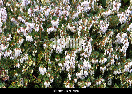 ERICA X DARLEYENSIS GEORGE RENDALL Banque D'Images