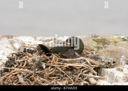 Shag, Phalacrocorax aristotelis, assis sur son nid. Iles Farne, UK Banque D'Images