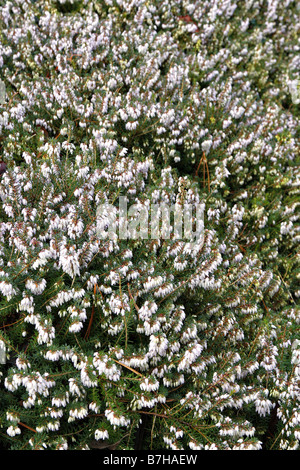 ERICA X DARLEYENSIS GEORGE RENDALL Banque D'Images