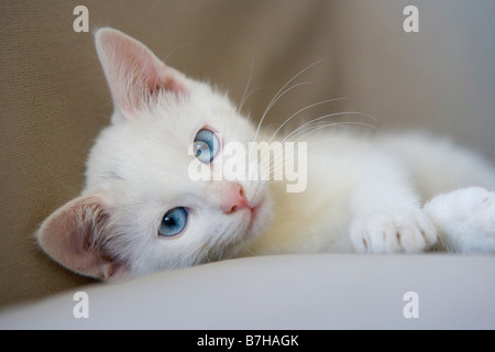 Chaton blanc aux yeux bleus Banque D'Images