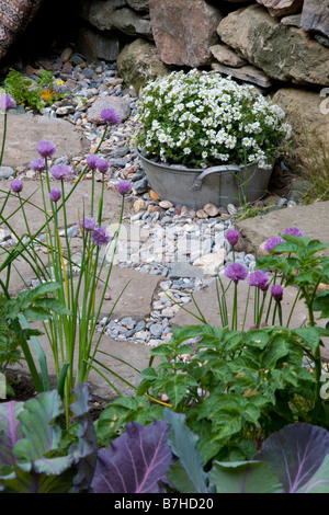 Allium schoenoprasum - ciboulette en premier plan et Cerastium nigrescens - oreille de souris Shetland Banque D'Images