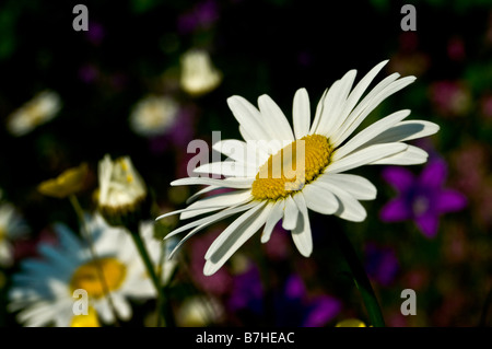 Les pâquerettes Bellis perennis (commune) dans un cadre de pré d'été Banque D'Images