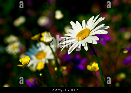 Les pâquerettes Bellis perennis (commune) dans un cadre de pré d'été Banque D'Images