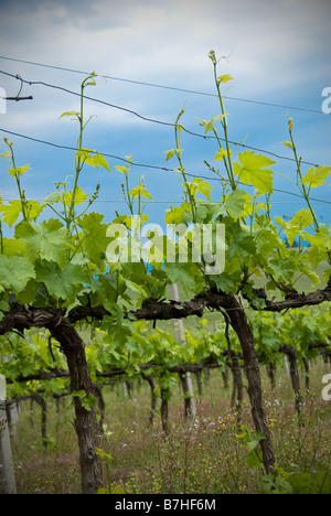 Un gros plan détail de vignes dans un vignoble, sur un ciel nuageux et pluvieux jour de printemps. Banque D'Images