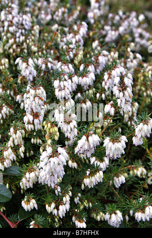 ERICA X DARLEYENSIS GEORGE RENDALL Banque D'Images