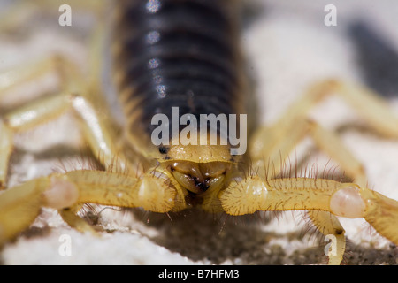 Un désert en captivité Scorpion velu, Hadrurus arizonensis, originaire de déserts du sud-ouest des États-Unis et au Mexique. Banque D'Images