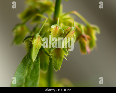 Dock à larges feuilles, Rumex obtusifolius Banque D'Images