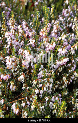 ERICA X DARLEYENSIS DARLEY DALE Banque D'Images