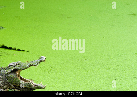 Samut Prakan au crocodile Crocodile Farm, Chonburi. bangkok Banque D'Images