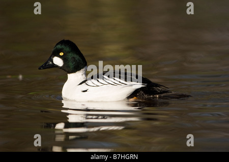 Islande (Bucephala clangula) mâle Banque D'Images