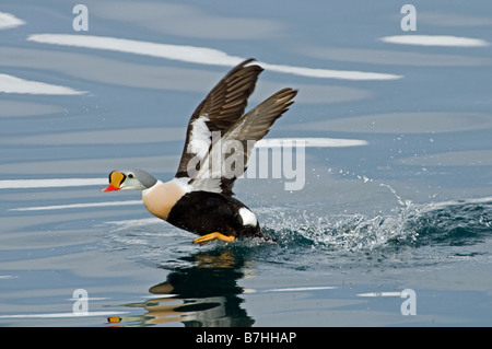 L'Eider à tête grise (Somateria spectabilis) mâle au décollage Banque D'Images