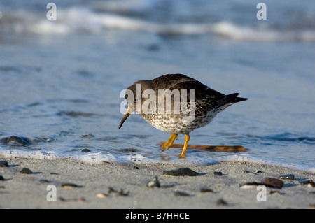 Bécasseau violet (Calidris maritima) se nourrissant de shore Banque D'Images